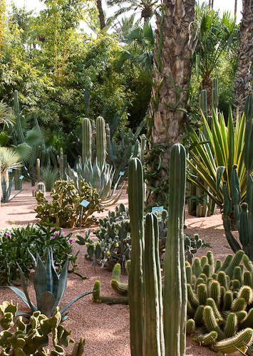 Jardin Majorelle, Marrakech